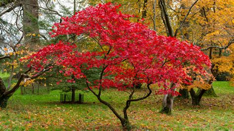 Unveiling Coral Magic in Japan's Maple Forests: A Visual Feast